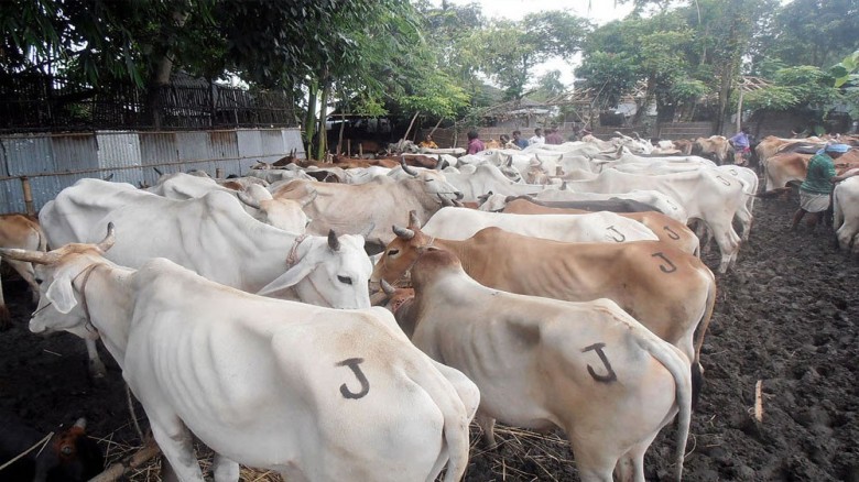 ভারতীয় গরু আমদানি বন্ধের এক যুগ...