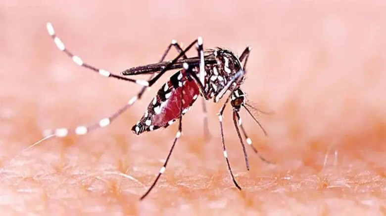 ডেঙ্গুতে আরও একজনের মৃত্যু, হাসপাতালে ভর্তি ৩২৫ জন