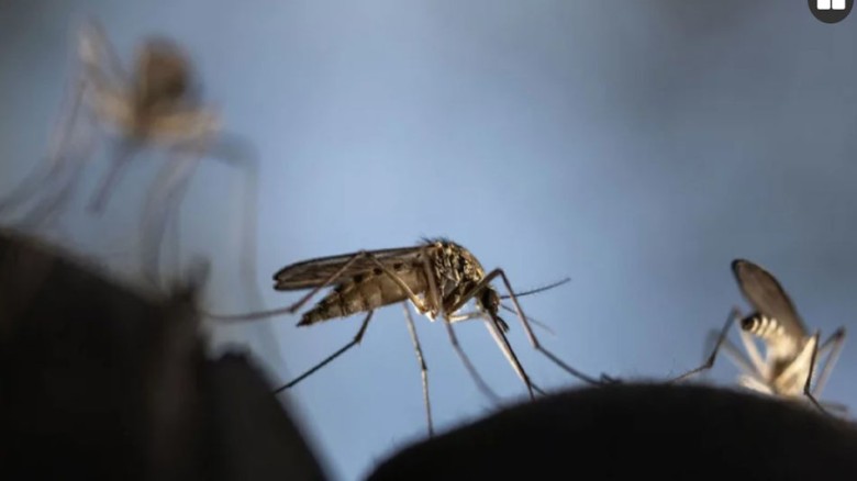 ডেঙ্গু আক্রান্ত হয়ে হাসপাতালে ভর্তি ৫০৬