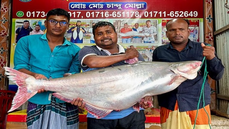 এক মাছের দাম ৭১ হাজার! পদ্মার জাদুকরী পাঙাশ কিনতে হুড়োহুড়ি।