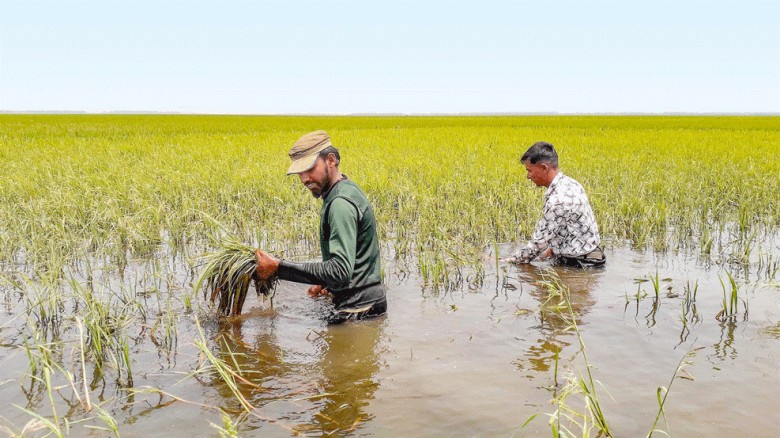 ডিঙ্গাপোতা হাওরে পানির নিচে ধান, বিপাকে কৃষকরা
