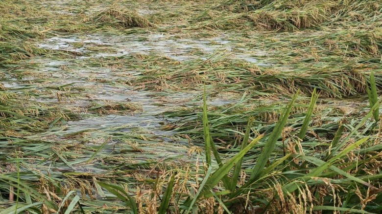 ভারী বৃষ্টি ও পাহাড়ি ঢলে ডুবছে হাওর, আধাপাকা ধান বাঁচাতে কৃষকের আর্তনাদ