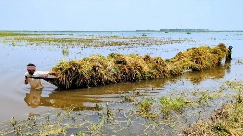 পাহাড়ি ঢল-অতিবৃষ্টিতে ডুবে গেল হাজার হাজার হেক্টর বোরো ধান