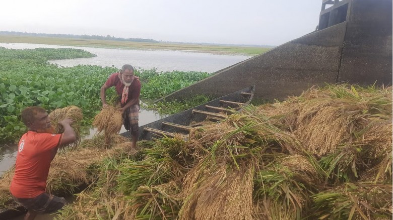 হবিগঞ্জে ফসলের ক্ষতি ৩৪০ কোটি টাকা