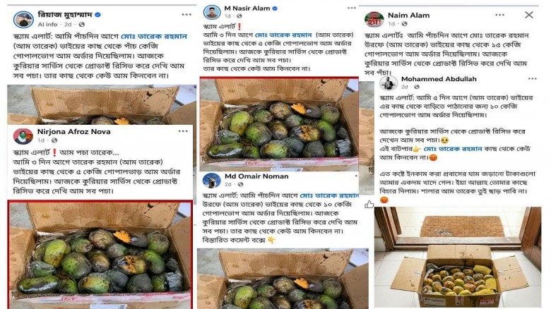 তারেক রহমানের আম ব্যবসার বিরুদ্ধে প্রচারণা চালানো বেশিরভাগ আইডি জামায়াতপন্থী