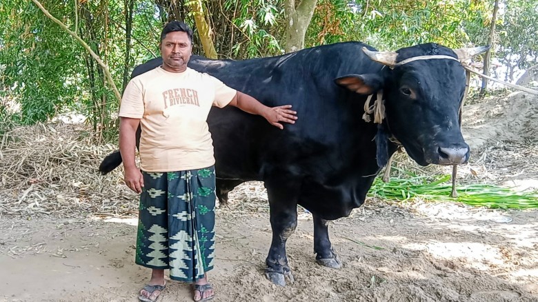 ২০ মণ ওজনের ‘কালু’ বিক্রি না হওয়ায় দুশ্চিন্তায় মাগুরার খামারি
